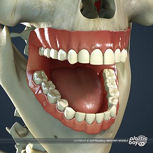 dental teeth gums skull 3d model