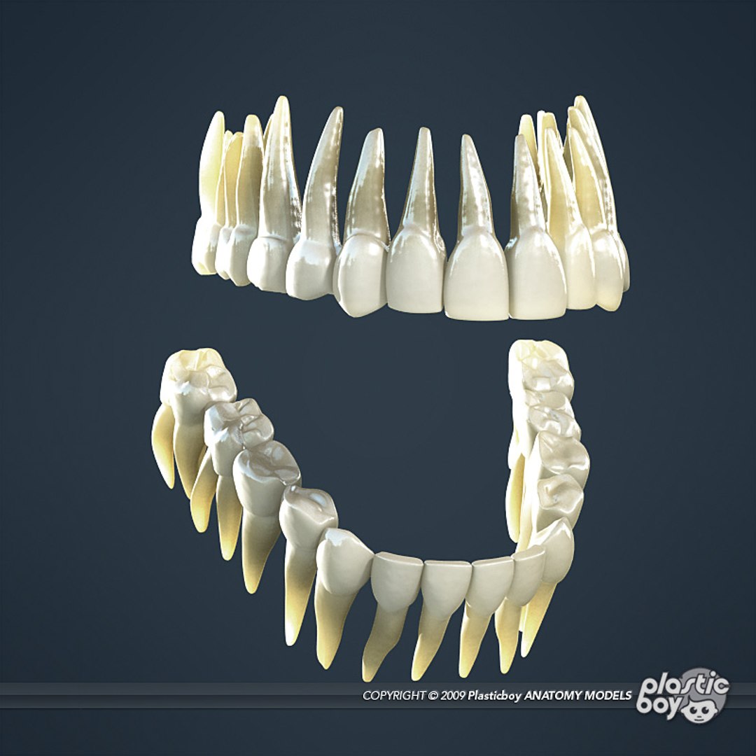 Dental Teeth Gums Skull 3d Model