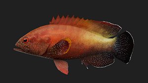 Bass fish 3D model
