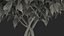 3D Ficus Benjamina Weeping Fig Tree in Pot model