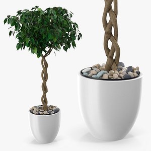 3D Ficus Benjamina Weeping Fig Tree in Pot model