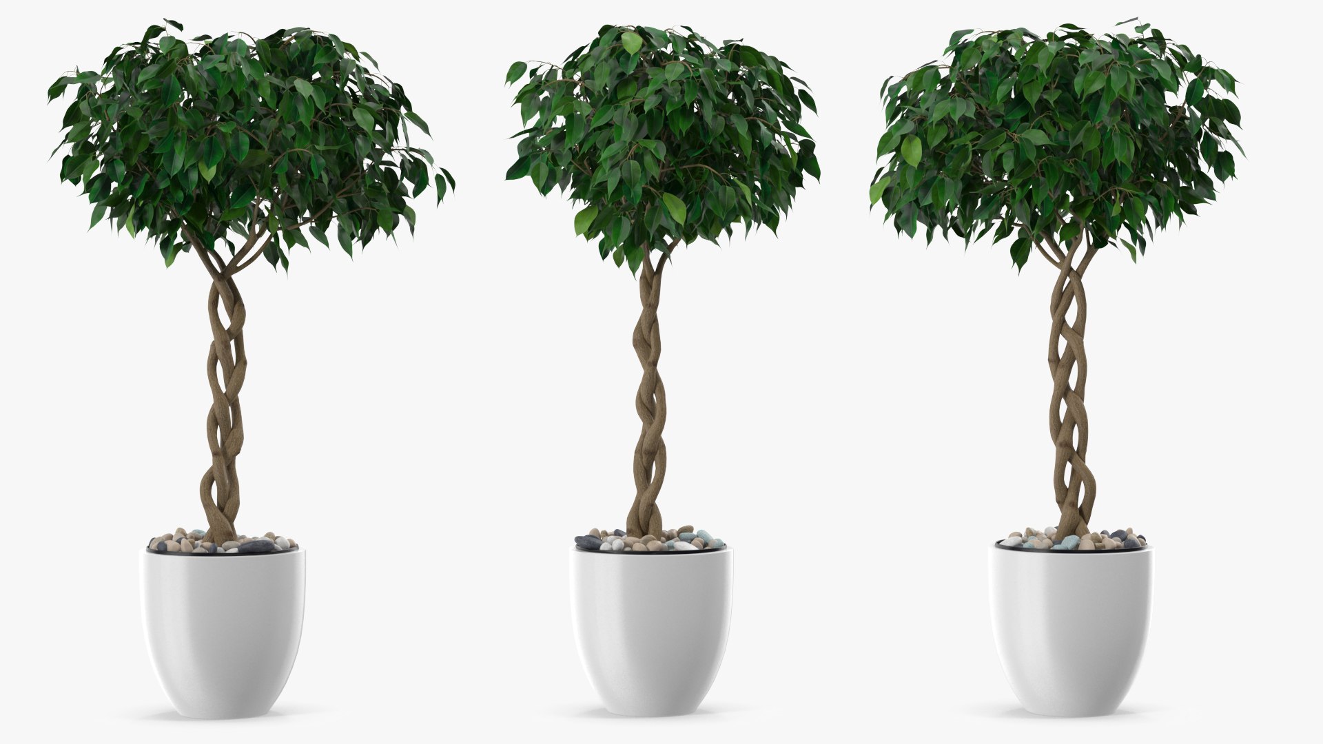 Ficus Benjamina Weeping Fig Tree in Pot 3D model preview