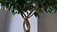 3D Ficus Benjamina Weeping Fig Tree in Pot model