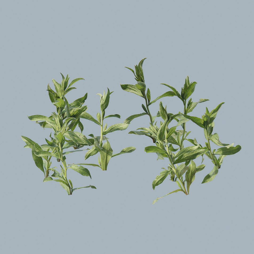 grass plant 3D model https://p.turbosquid.com/ts-thumb/ZQ/OeY4Bw/0h/1/jpg/1613309379/1920x1080/fit_q87/33d6c7433896585246b9bf4204684689fdd29a15/1.jpg