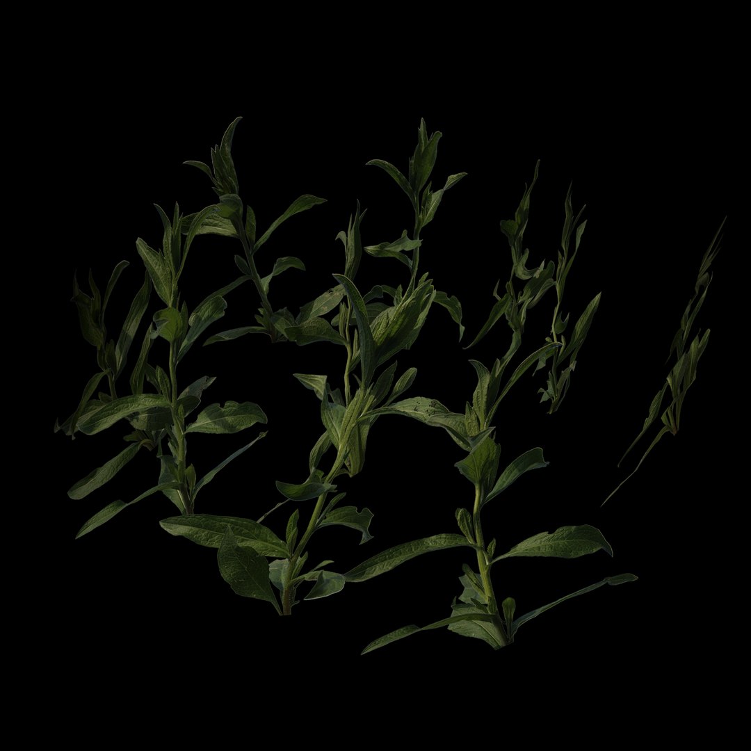 grass plant 3D model https://p.turbosquid.com/ts-thumb/ZQ/OeY4Bw/MN/7/jpg/1613309356/1920x1080/fit_q87/bc6e11ae23674f6abb67743d2dab45f15bcec13f/7.jpg