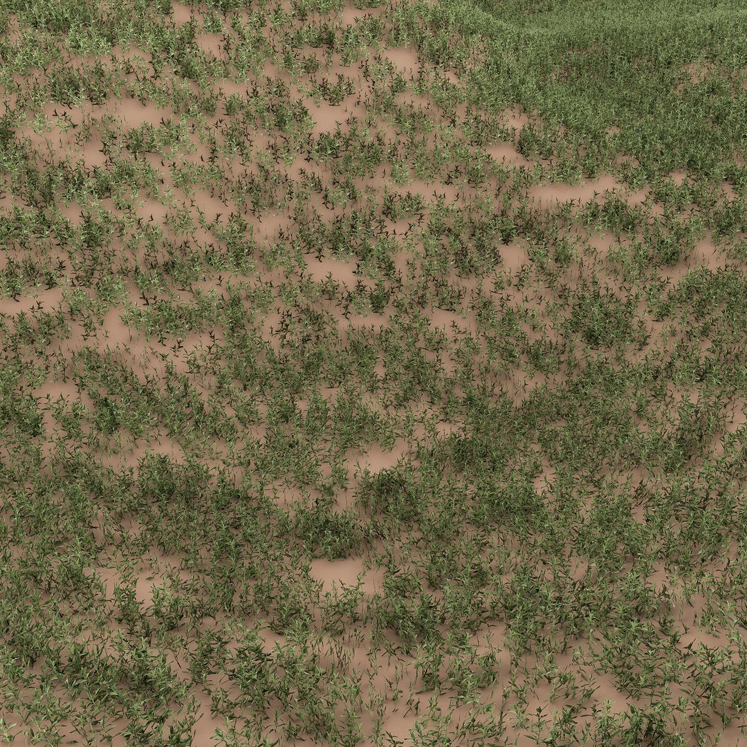 grass plant 3D model https://p.turbosquid.com/ts-thumb/ZQ/OeY4Bw/pW/5/jpg/1613309388/1920x1080/fit_q87/422e06014de82b8128b00d9bfbc9f55e418d6b33/5.jpg