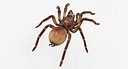 Goliath Birdeater Rigged for Maya 3D Model