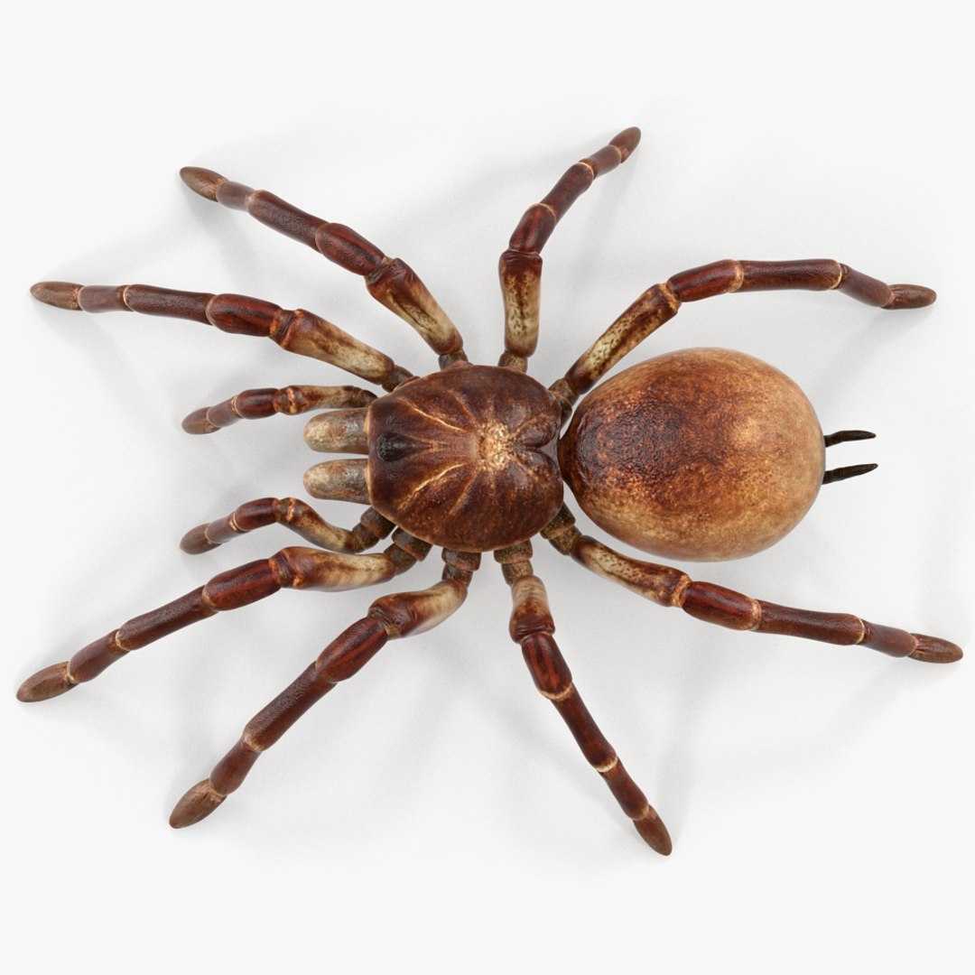 Goliath birdeater rigged model - TurboSquid 1317497