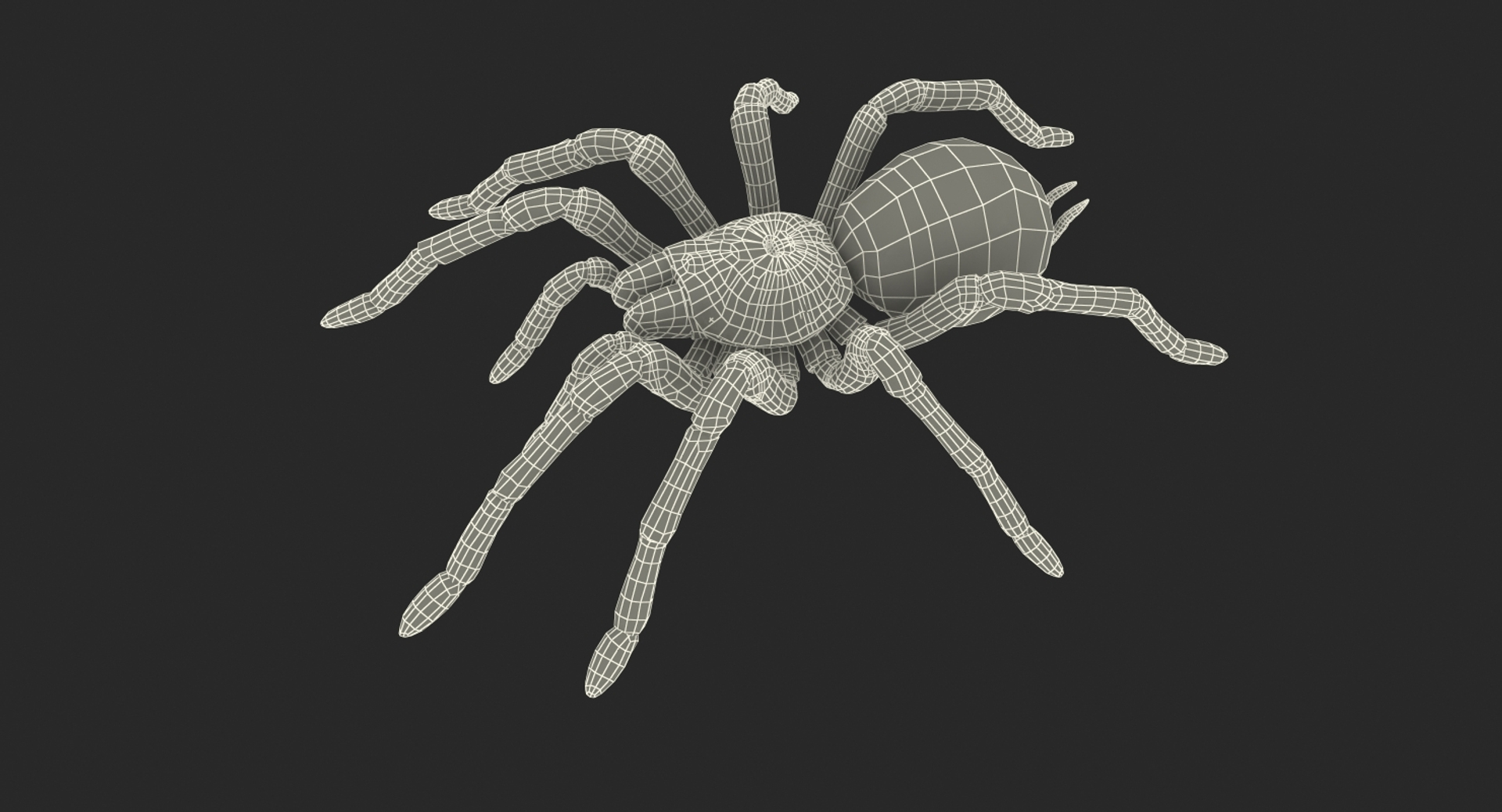 Goliath birdeater rigged model - TurboSquid 1317497