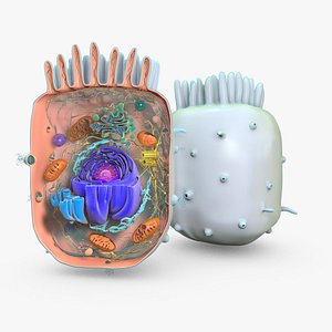 Animal Cell(1)