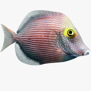 max yellow eye tang