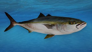 Realistic Amberjack Animated