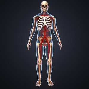 Body with Skeleton and Arteries