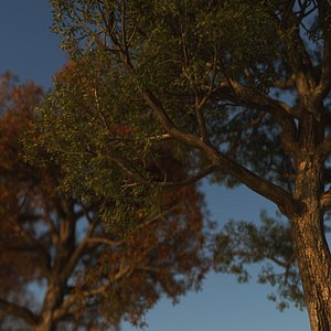 3D set seasons animation trees