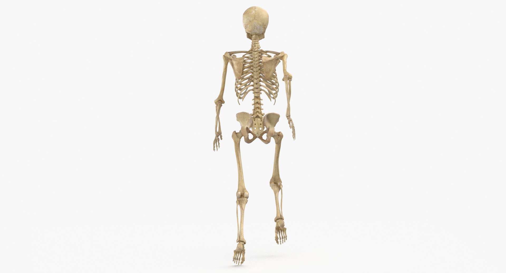 Real human female skeleton 3D model - TurboSquid 1692589