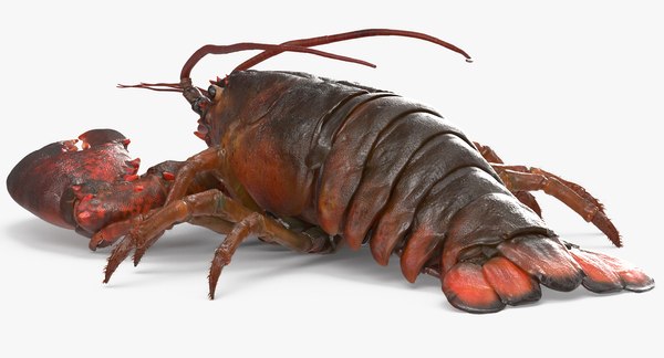 3d model lobster pose 2 fur