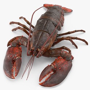 3d model lobster pose 2 fur