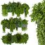 Collection plant vol 255 - Indoor - balcony - ampelous - 3dmax