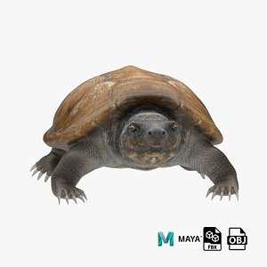 3D model Pond Slider Turtle
