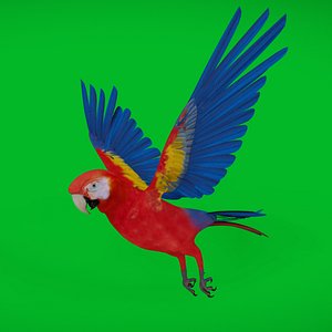 Scarlet Macaw Parrot