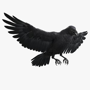 Raven Animated 3D model