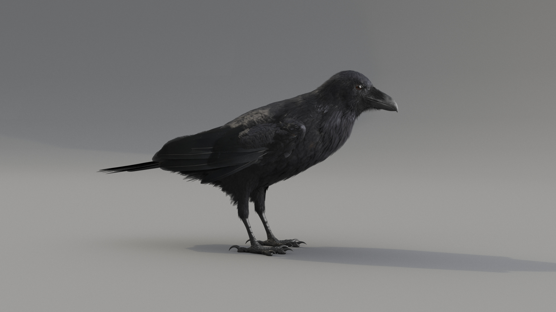 Raven Animated 3D model https://p.turbosquid.com/ts-thumb/ZR/ptHsx6/Yg/0000/jpg/1640104710/1920x1080/turn_fit_q99/53f5ebc2b17bc223ea4effdd6c88b1aab36751fc/0000-1.jpg
