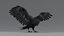 Raven Animated