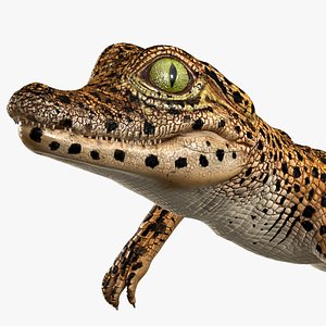 Baby Crocodile Dark Color Rigged for Maya 3D model