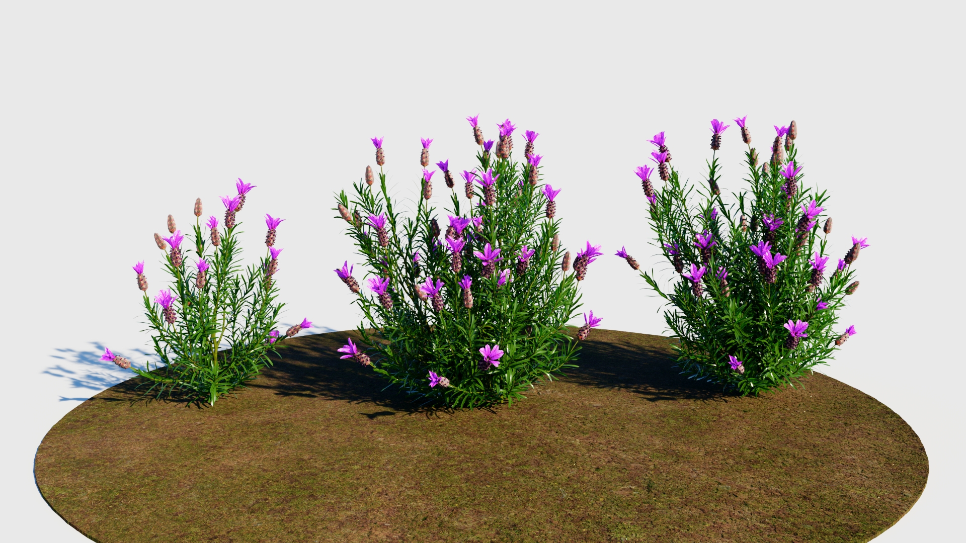 3D Lavandula Stoechas C Model - TurboSquid 2226126