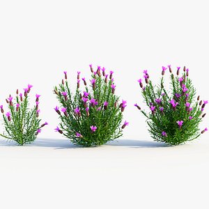 Lavandula stoechas c