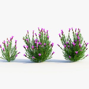 Lavandula stoechas c