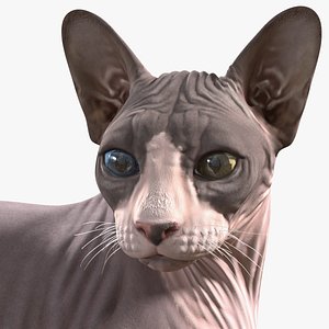 sphynx cat heterochromia rigged 3D