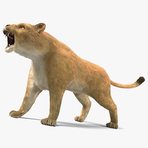 3d lioness fur animation lion
