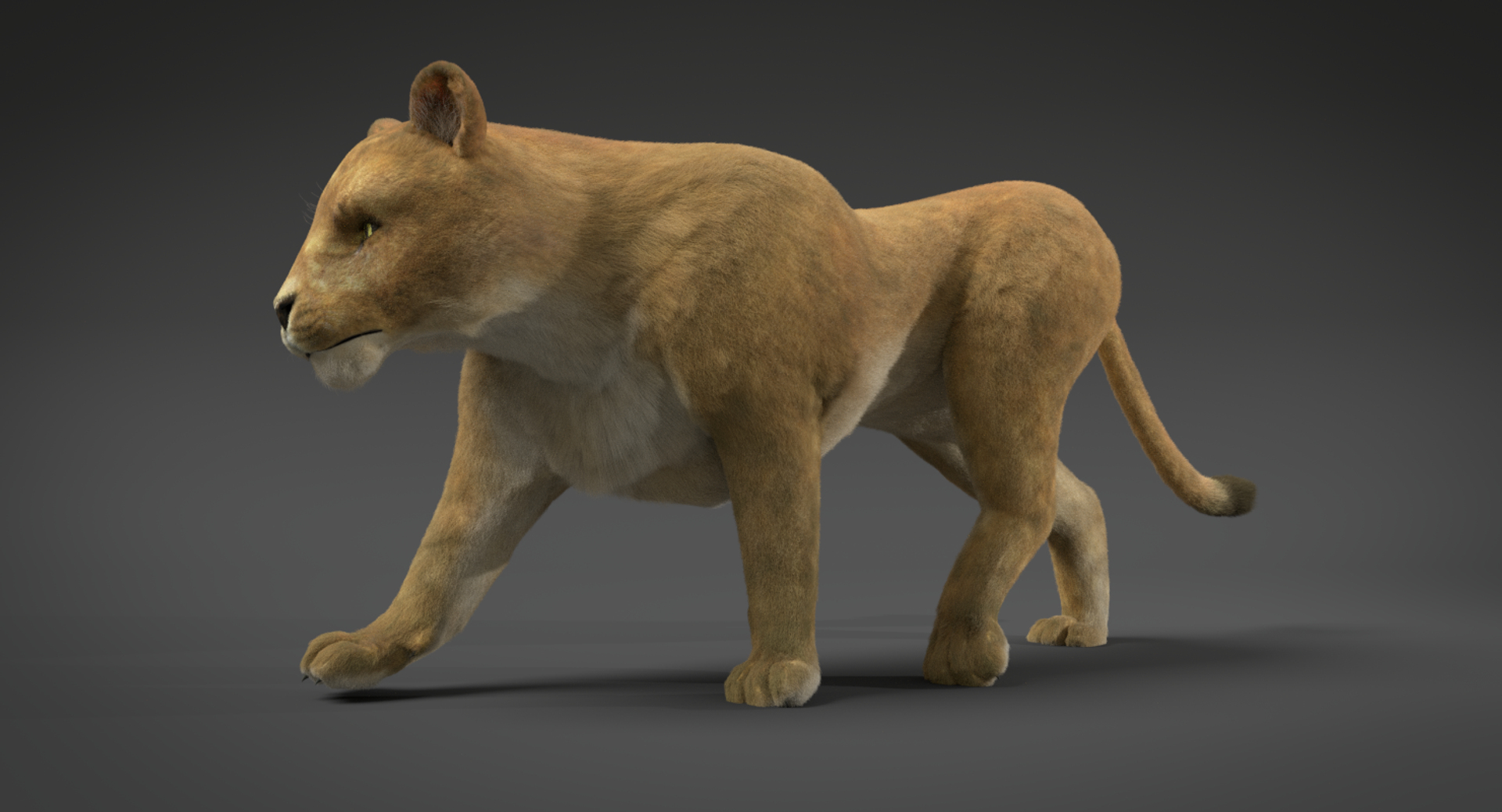 3d lioness fur animation lion