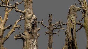 600-year-old dead oaks - ENTS Package 3D