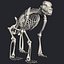Bear skeleton