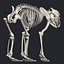 Bear skeleton