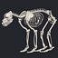Bear skeleton