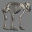 Bear skeleton