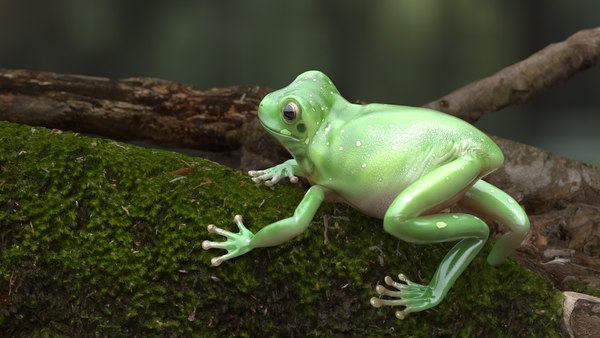 modelo 3d Rana verde australiana realista con aparejo - TurboSquid 2265165