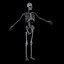 X-Ray Skeleton Male