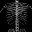 X-Ray Skeleton Male