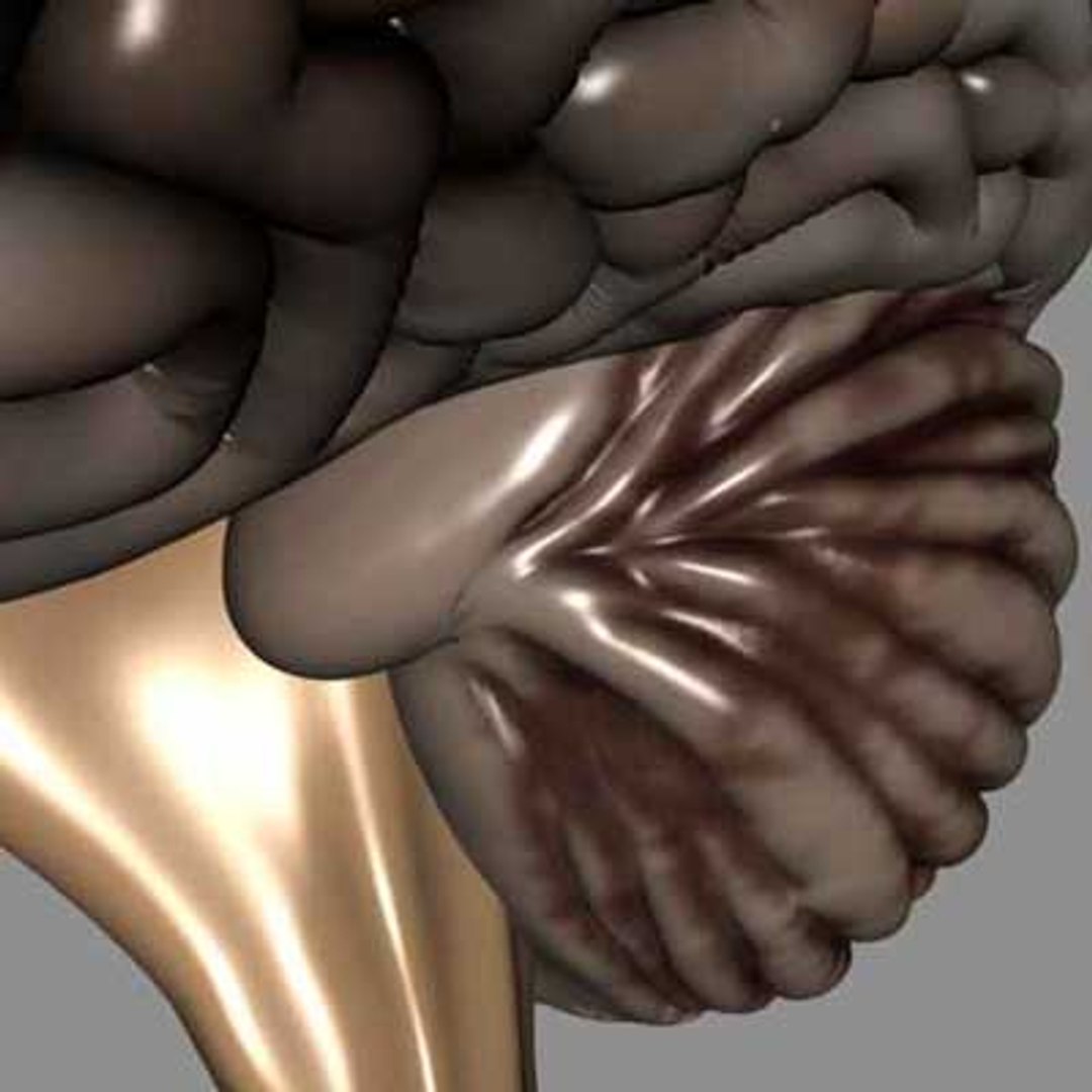 brain cerebellum 3d model https://p.turbosquid.com/ts-thumb/ZT/P9HspS/5SWZn4Ts/brain_detail/jpg/1046336549/1920x1080/fit_q87/e5156d62033dfa28cc1385535d2ffa52b6e563ed/brain_detail.jpg