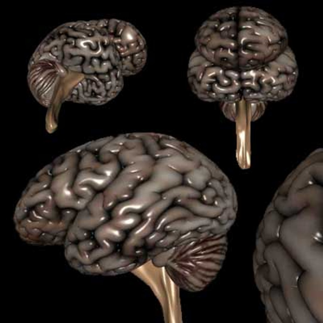 brain cerebellum 3d model https://p.turbosquid.com/ts-thumb/ZT/P9HspS/EGxN3NXt/brain_4views/jpg/1046336363/1920x1080/fit_q87/b9434f29d50509eabc331a86979c7d95ffb2d5b3/brain_4views.jpg