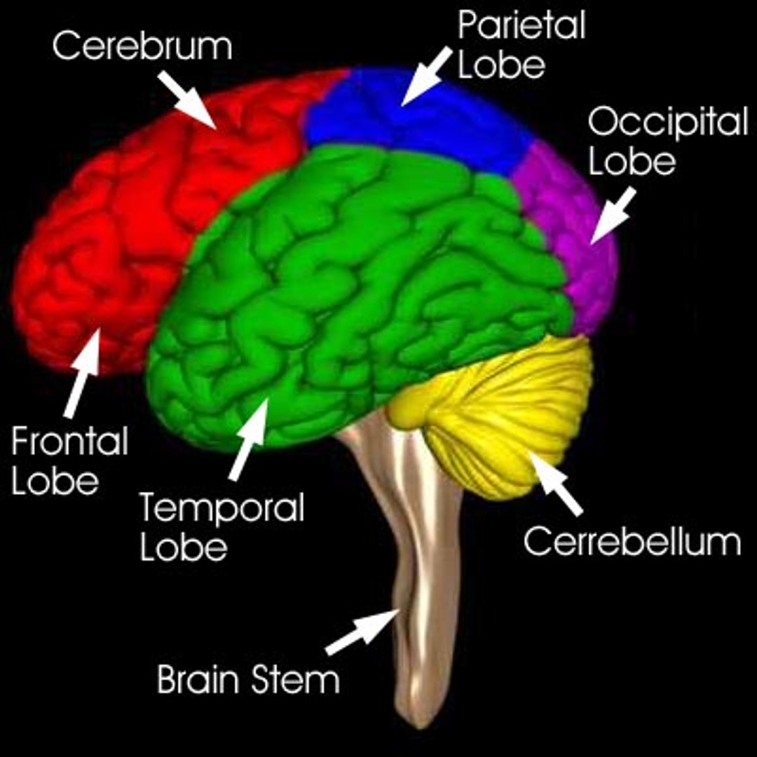 Brain Cerebellum 3d Model