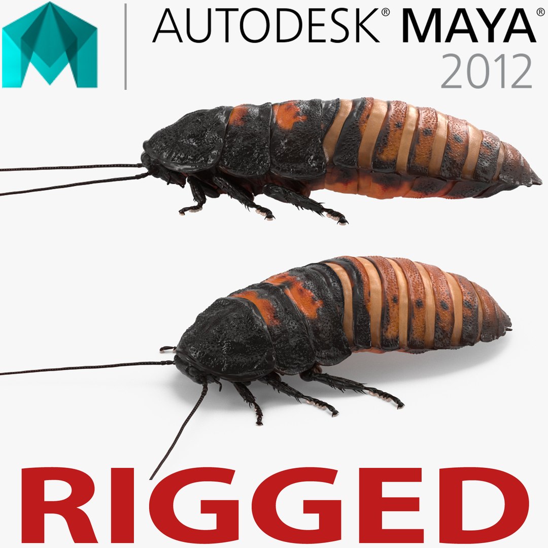 Hissing Cockroach Rigged for Maya 3D model preview