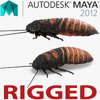 Hissing Cockroach Rigged for Maya