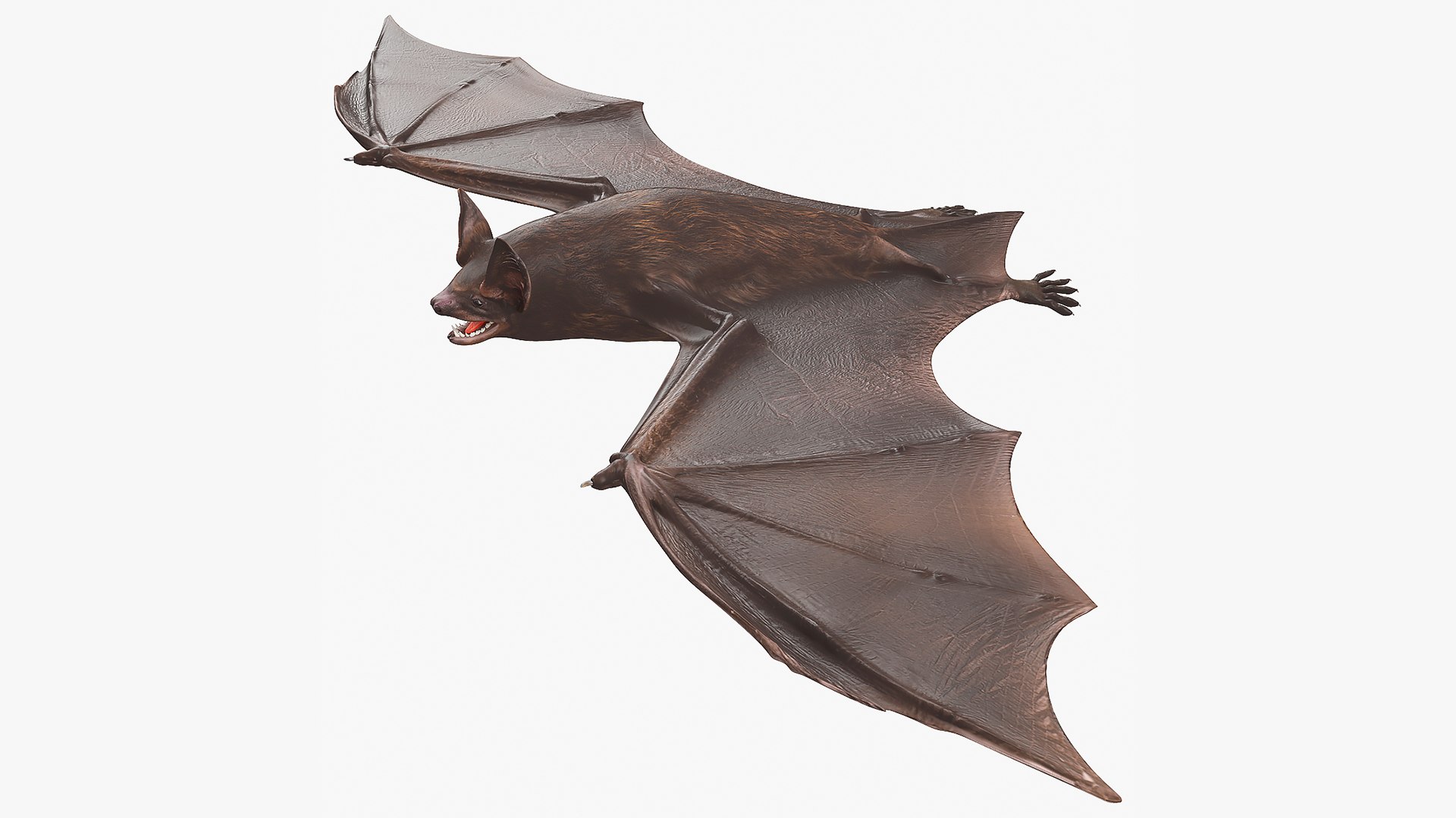 Black Bat 3D model preview