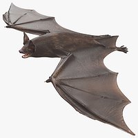 Black Bat