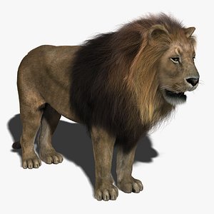 Lion 1 FUR